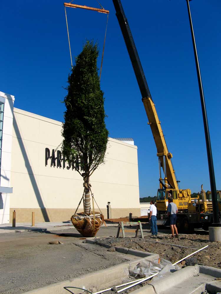 Installation of Pleasant Ridge trees