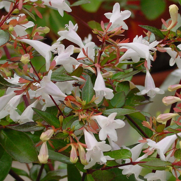 Abelia