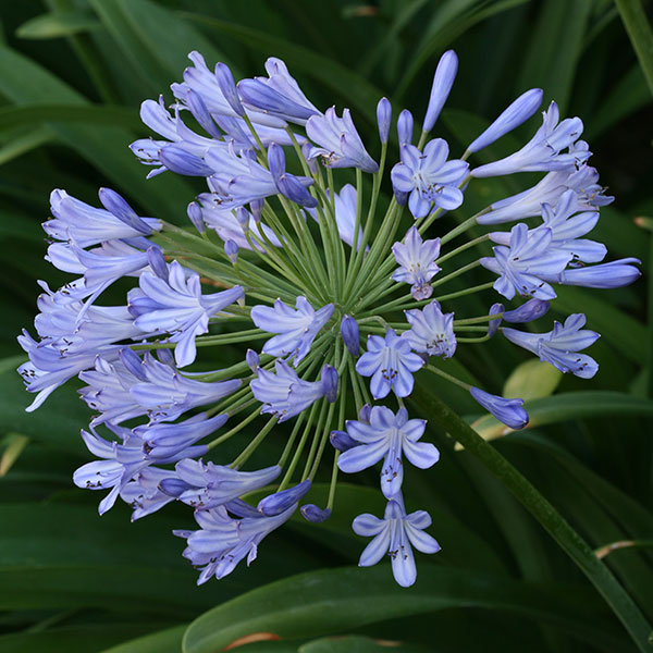 Agapanthus