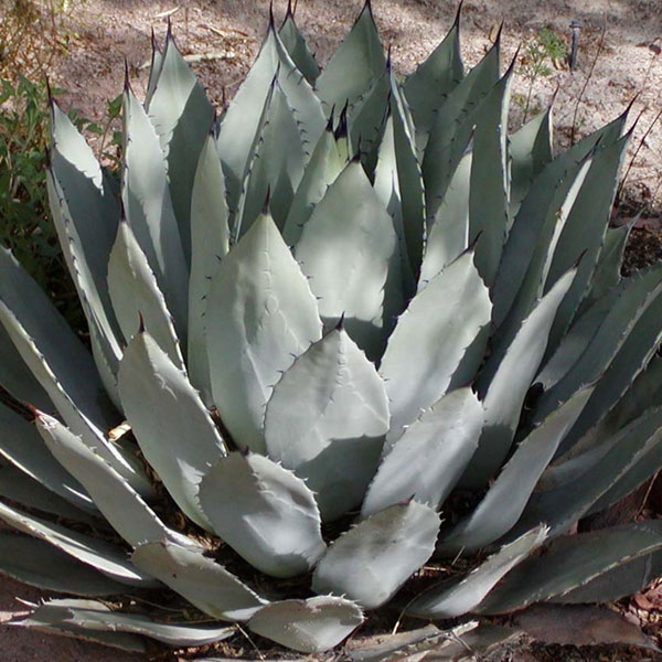 Agave