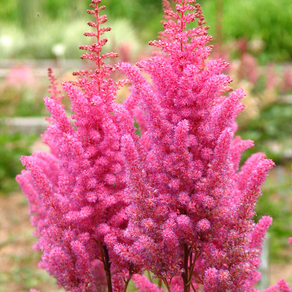 Astilbe