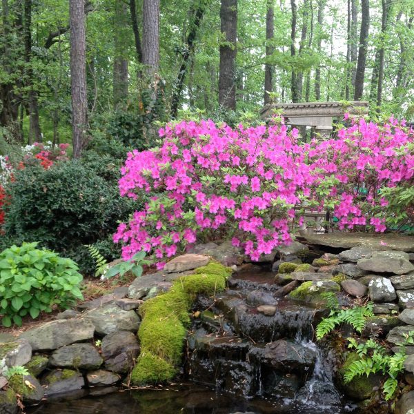 Azaleas