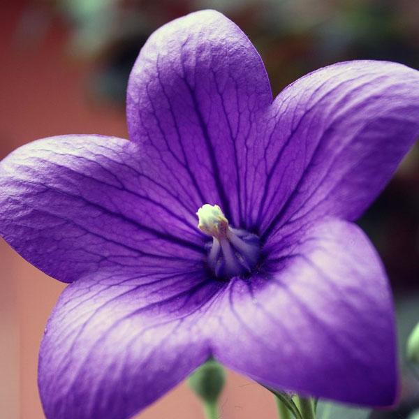 Balloon Flower