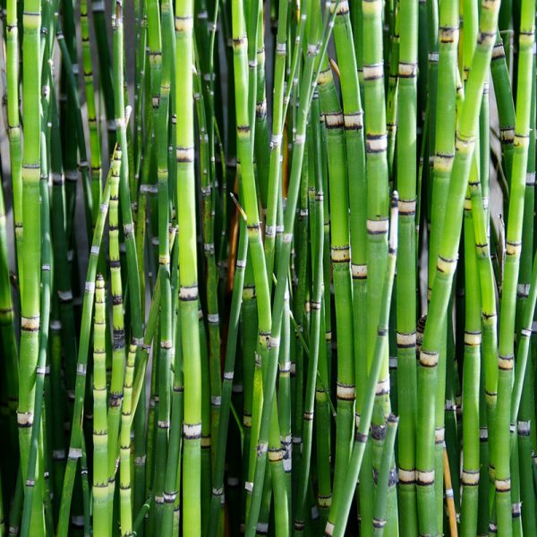 Bamboo