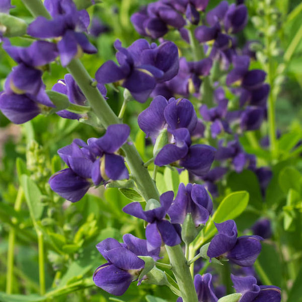 Baptisia