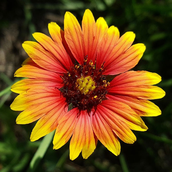 Blanket Flower