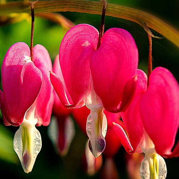 Bleeding Heart