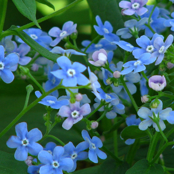 Brunnera