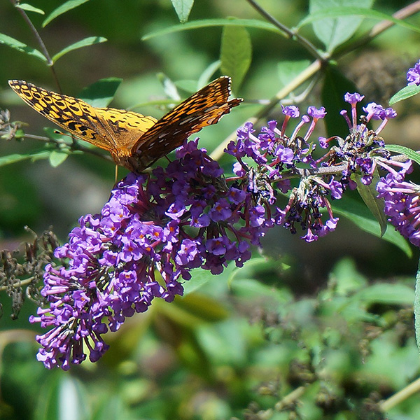 Butterfly Bush