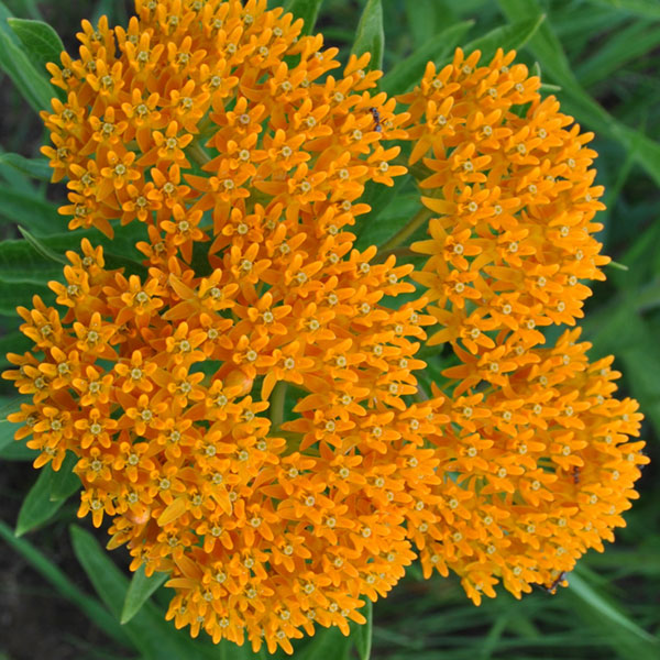 Butterfly Weed