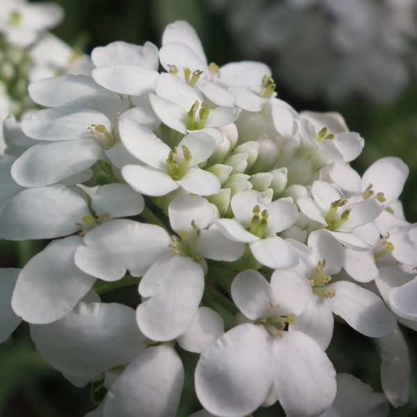 Candytuft