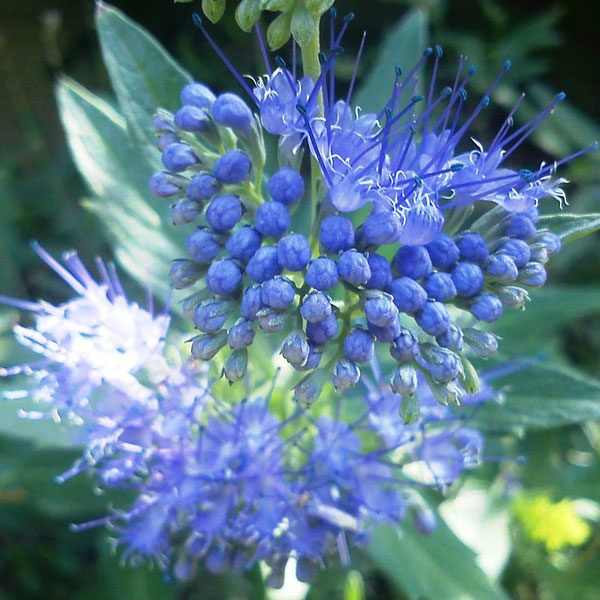 Caryopteris