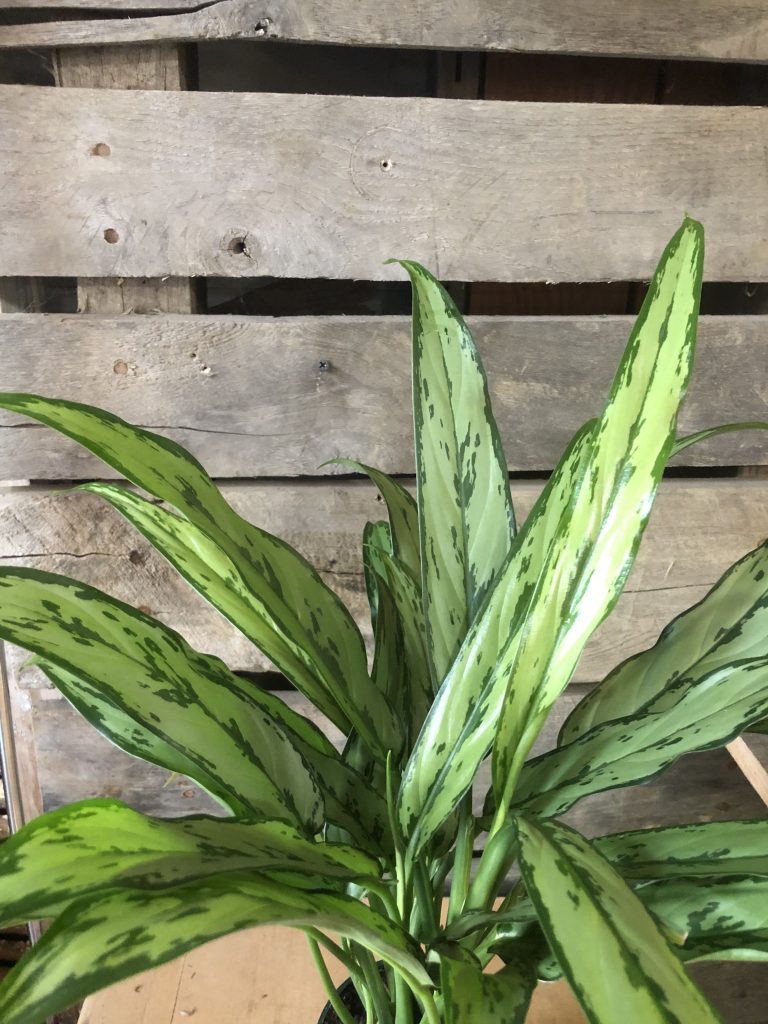 Chinese Evergreen plant