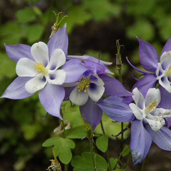 Columbine