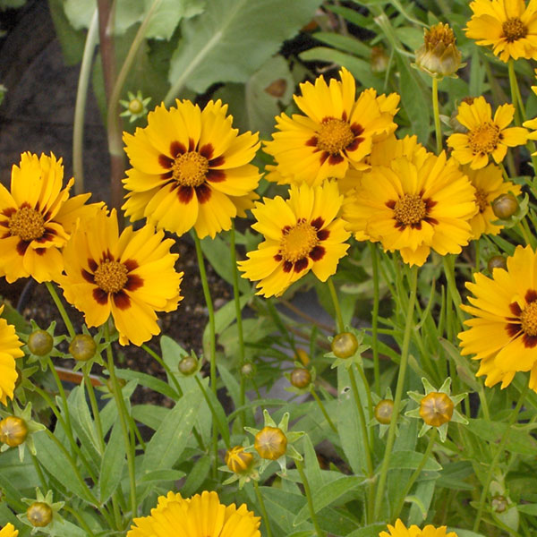 Coreopsis