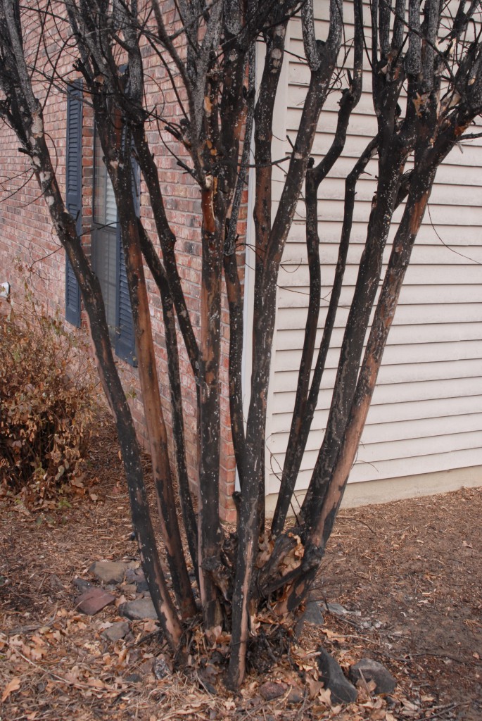 Crapemyrtle Bark Scale sooty mold