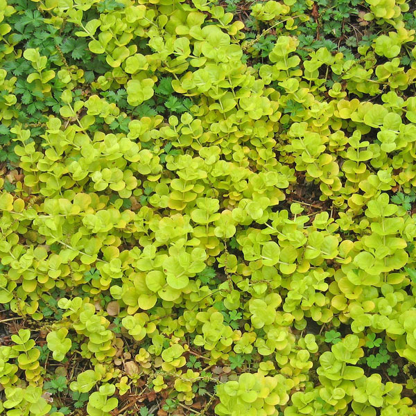 Creeping Jenny