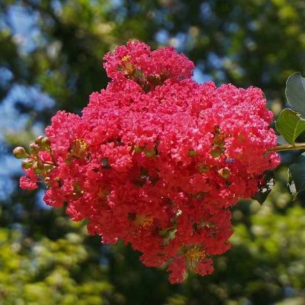 Crepe Myrtle