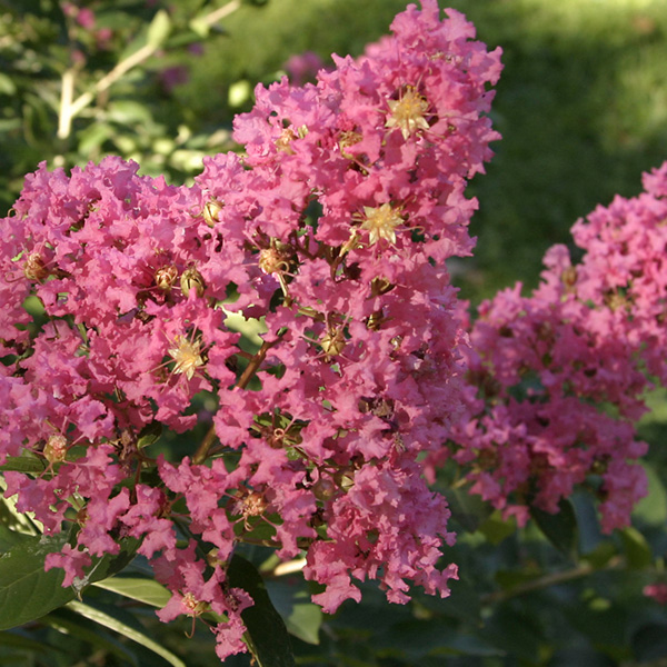 Crepe Myrtle Shrubs