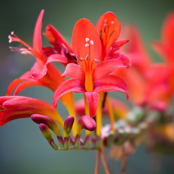 Crocosmia