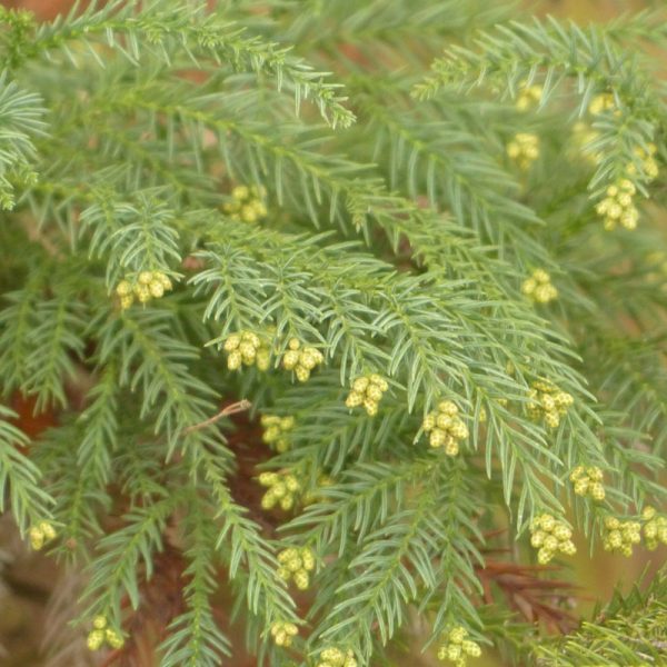 Cryptomeria