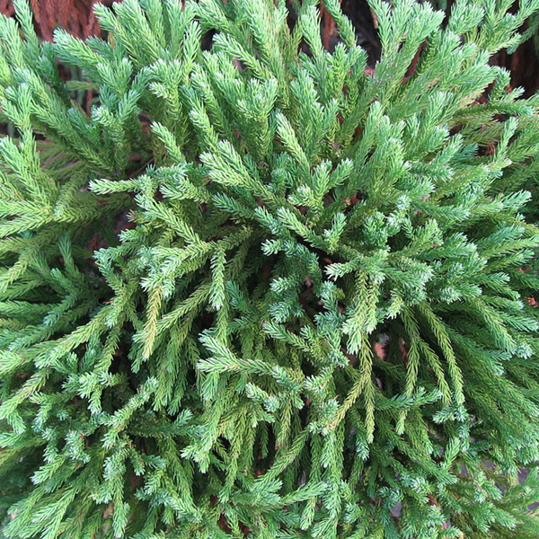 Cryptomeria