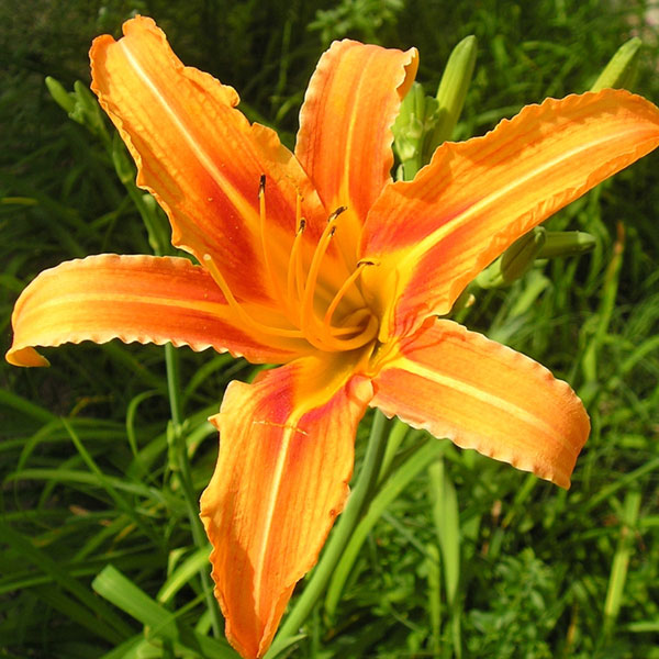 Daylily