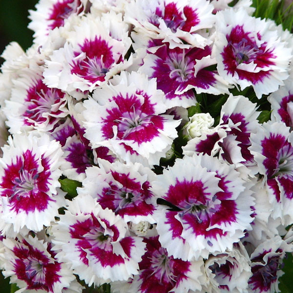 Dianthus