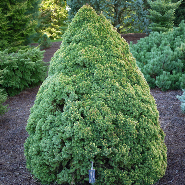 Dwarf Alberta Spruce