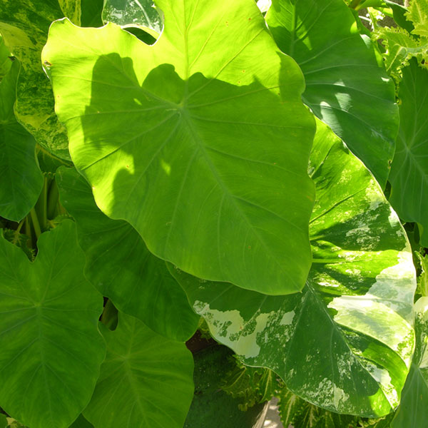 Elephant Ear