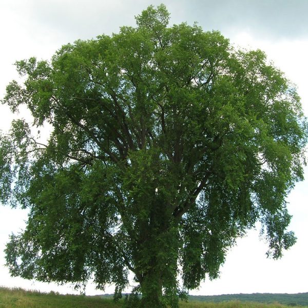 Elm