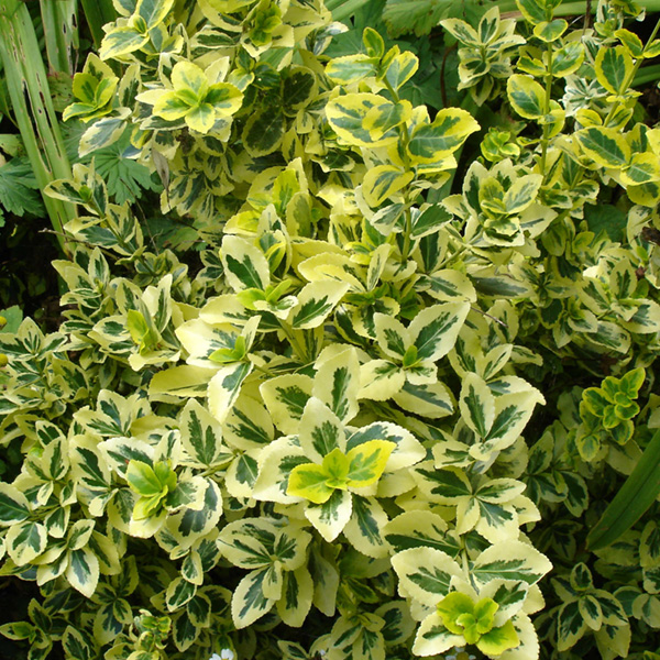 Euonymus