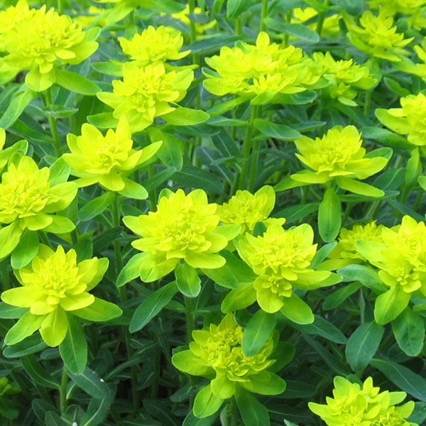 Euphorbia