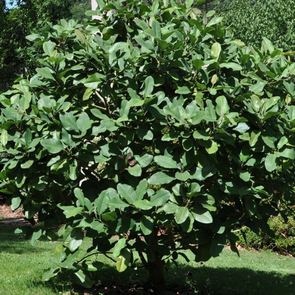 Evergreen Magnolia