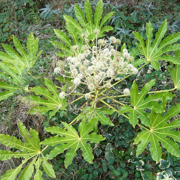 Fatsia