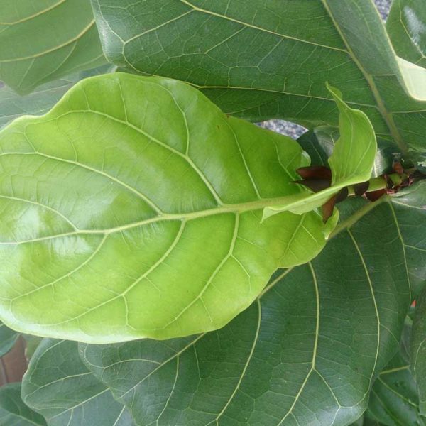 Fiddleleaf Fig