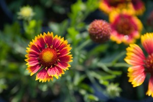 Gaillardia