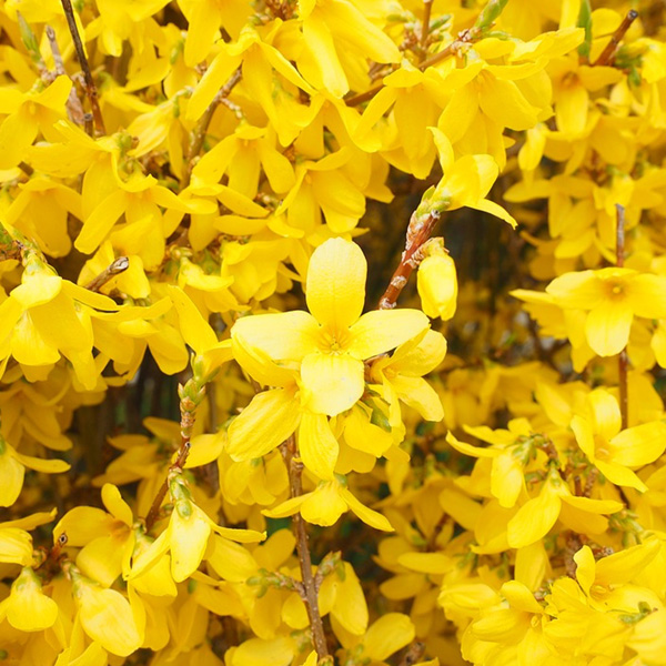 Forsythia