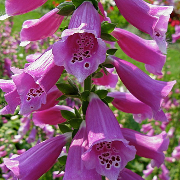 Foxglove