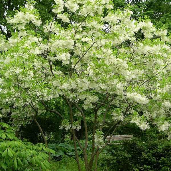 Fringe Tree