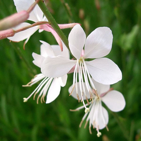 Gaura