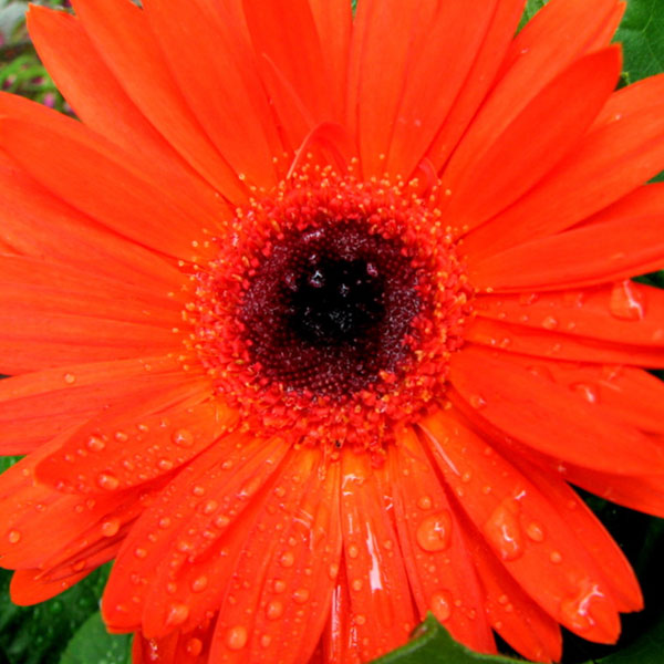 Gerber Daisy