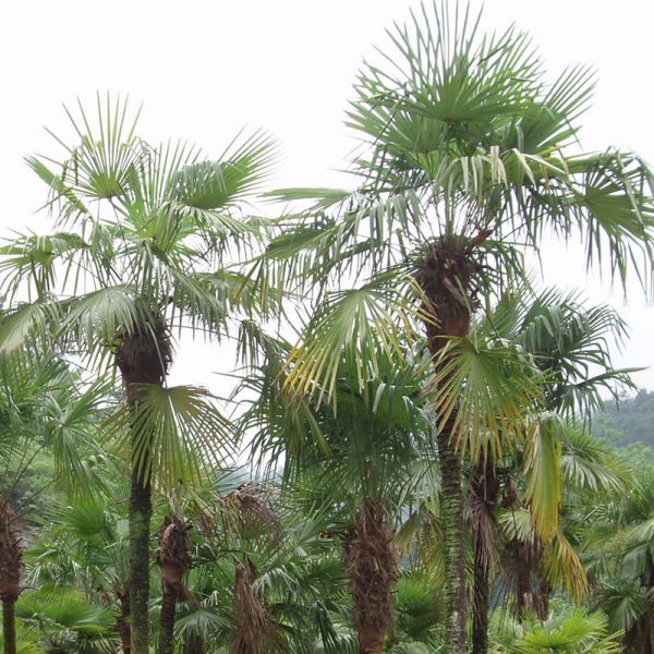 Hardy Palms