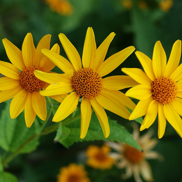 Heliopsis