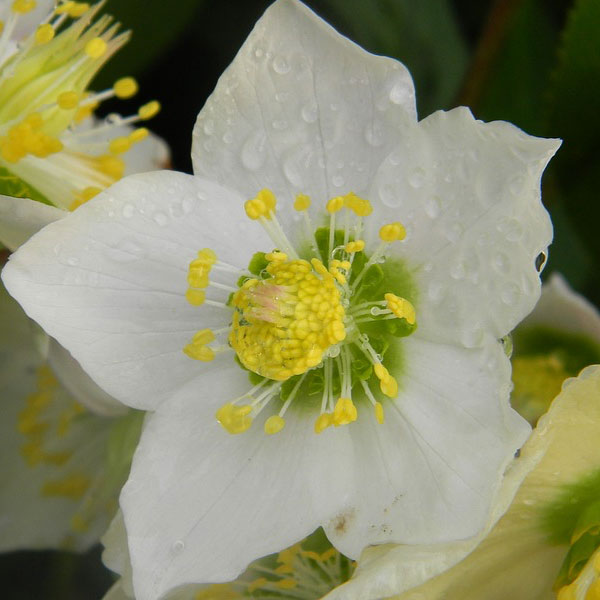 Hellebores