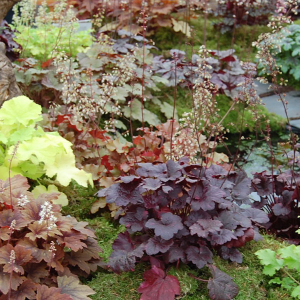 Heuchera