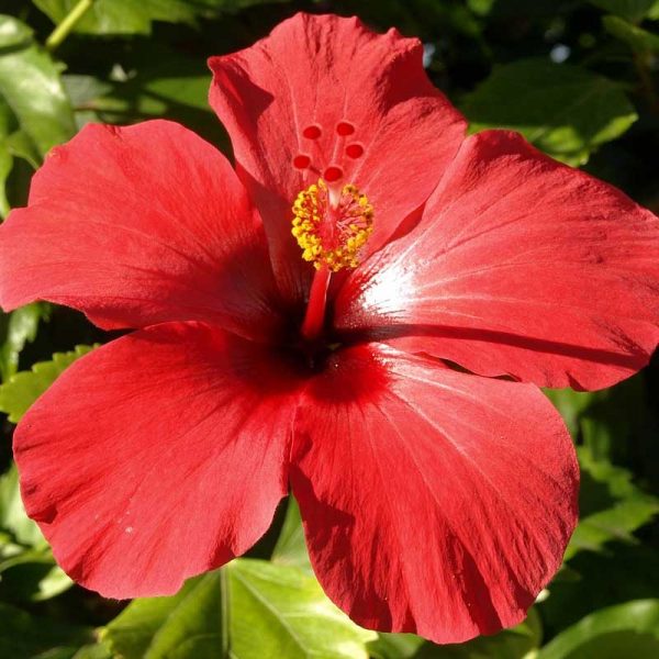 Hibiscus