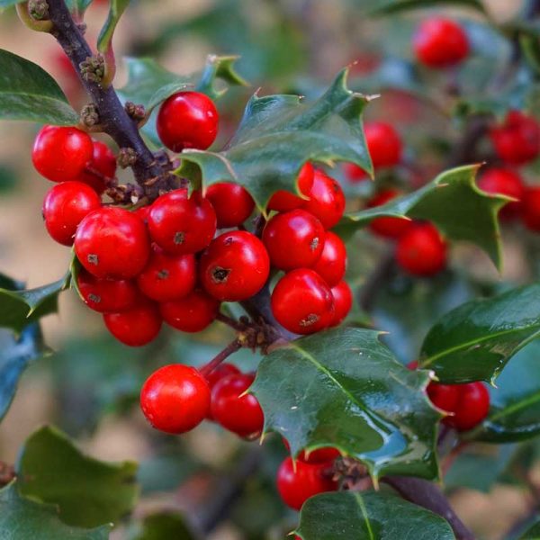 Holly Tree