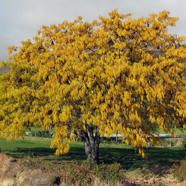 Honey Locust