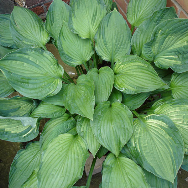 Hosta